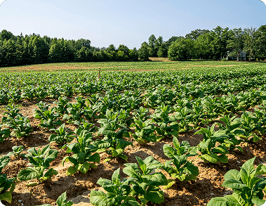 BOOST YOUR HARVEST